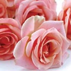Rosen für die Trauerfeier - Bedeutung der Rose